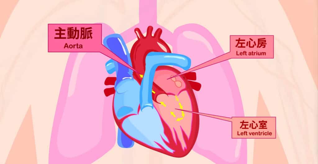 心臟,血液循環,第二心臟,小腿