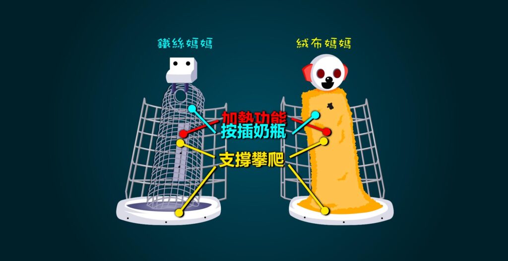 代母實驗
恆河猴實驗
哈里哈洛