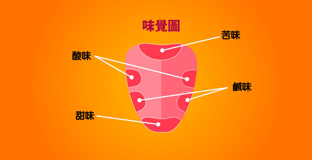 舌頭味覺圖
小學課本