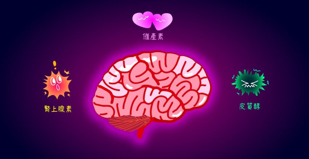 當你承受壓力的時候,你的大腦除了分泌腎上腺素和皮質醇之外,還會分泌一種叫做「催產素」的荷爾蒙。壓力|維思維